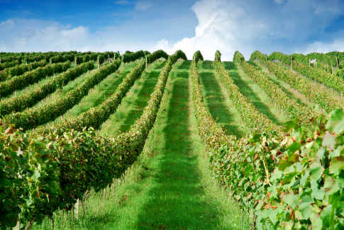 Ročník 2019 bude ročníkom Rizlingov,  hodnotí vinárstvo Chateau Modra 